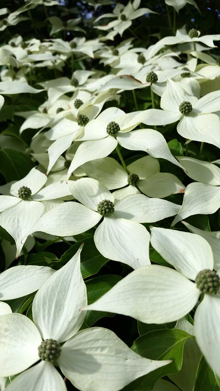 flowering-dogwood