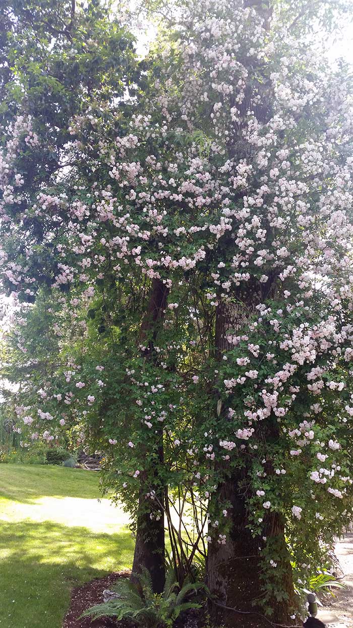 climbing roses