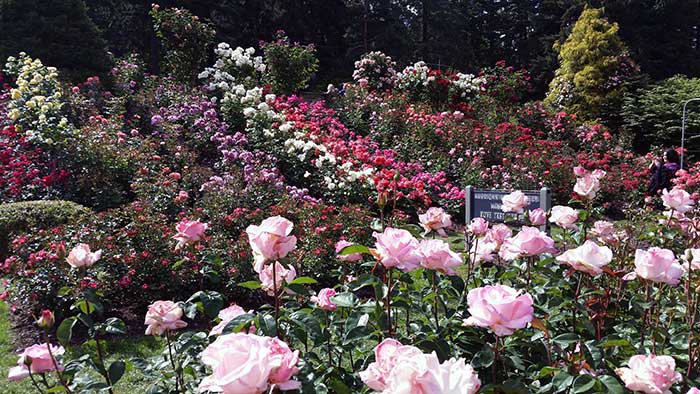 Portland rose garden