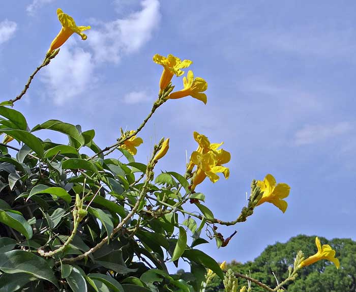 trumpet-vine